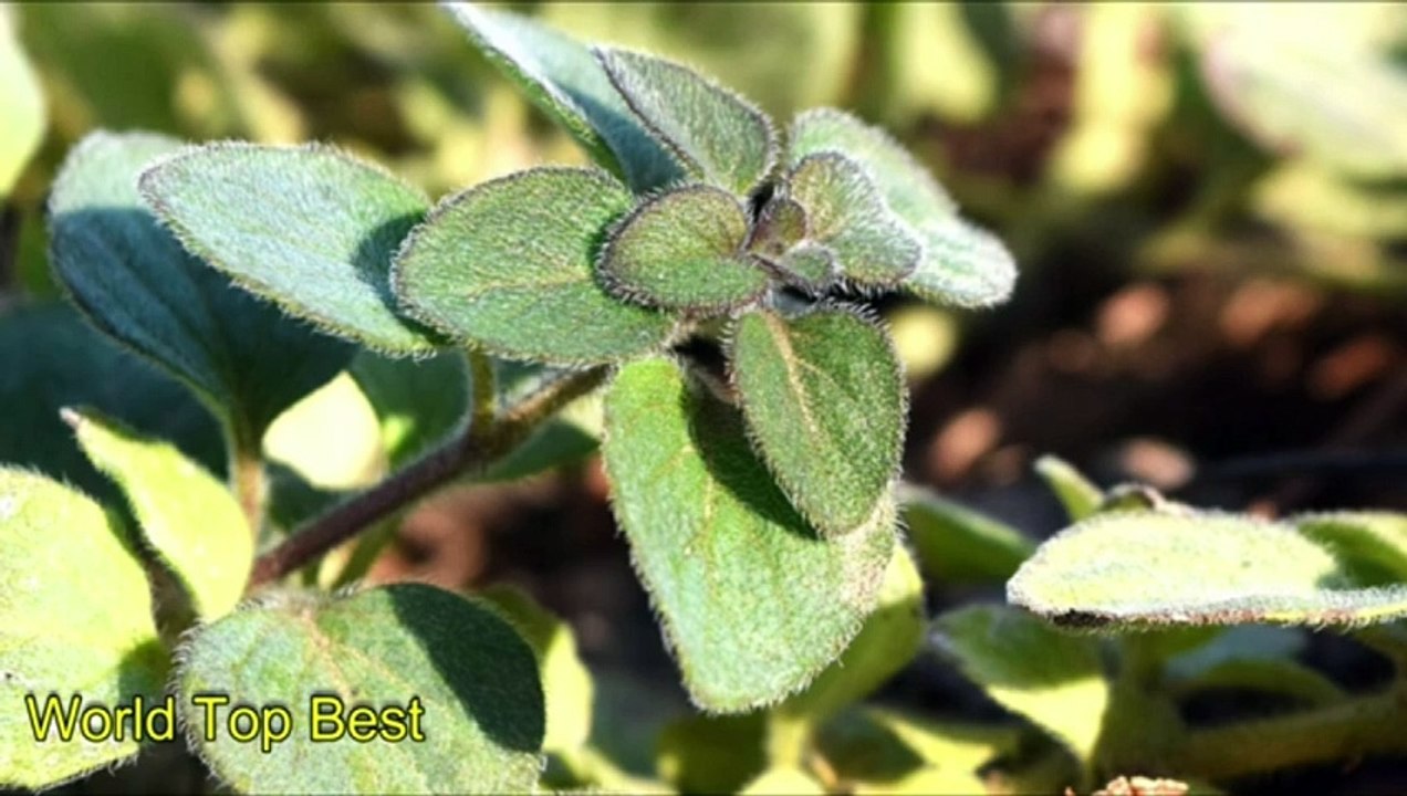 Top 10 Herbs For Diabetes Patients