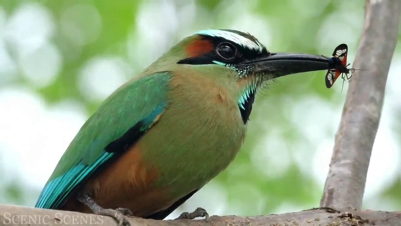 part 2 beautiful birds VideoEditor_