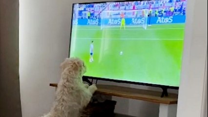 Cute dog cheers on England's Trent Alexander-Arnold during Euros penalties
