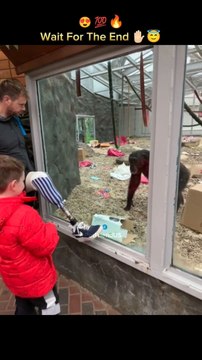 Chimps ✋ Checking Out Prosthetic Leg #cat #shorts #dog