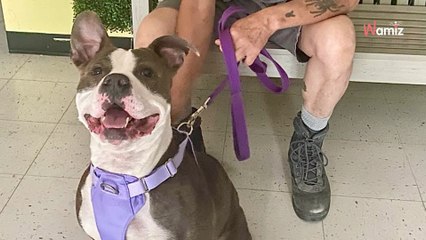 Dog finally finds forever home after 420 days at shelter; everyone is thrilled