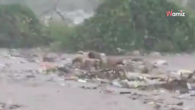 Uragano Beryl: il video dei cani randagi spazzati via dalla corrente commuove migliaia di persone