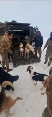 Descargar video: Trabalhador e 13 cães são resgatados após um mês presos em cabana em meio à neve