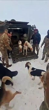 Trabalhador e 13 cães são resgatados após um mês presos em cabana em meio à neve