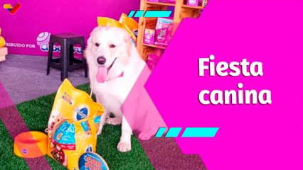 Buena Vibra | Perros de todas las razas brillan en el Primer Can Fest de Venezuela