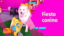 Buena Vibra | Perros de todas las razas brillan en el Primer Can Fest de Venezuela