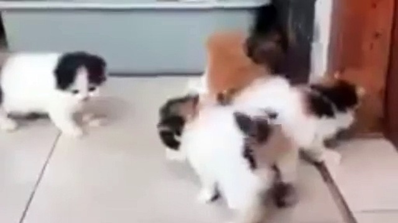 Kucing lucu