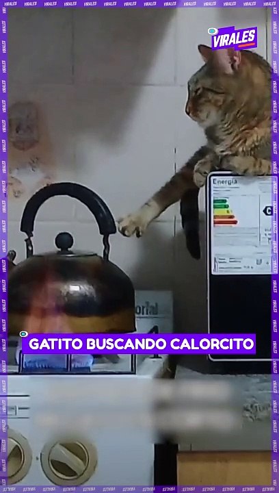 #Viral | Gatito Buscando calorcito