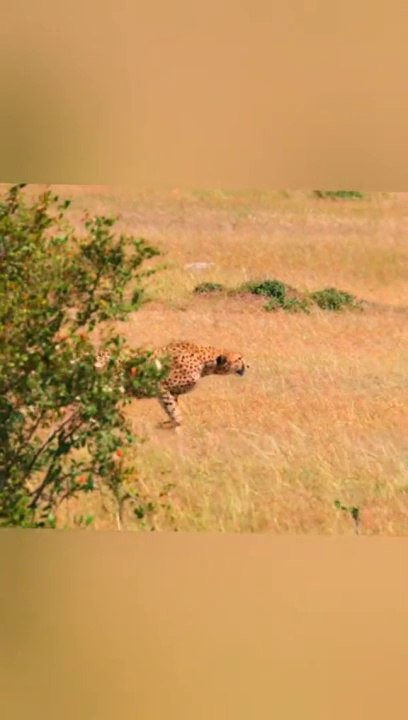 Leopard last attack successfull