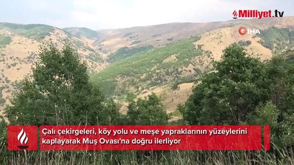 Her yıl olduğu gibi yine sürü halinde geldiler! Muş Ovası'na doğru ilerliyor