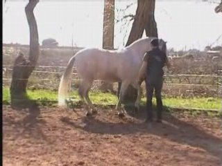 ( début piaffer ) avec : Sacha Bravard