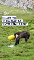Brown Bear Trapped in Bucket Rescued in China