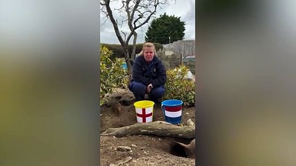 Euro 24: 'Mystic meerkats’ predict England semi finals result