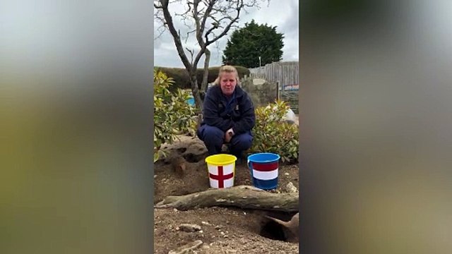 Euro 24: 'Mystic meerkats’ predict England semi finals result