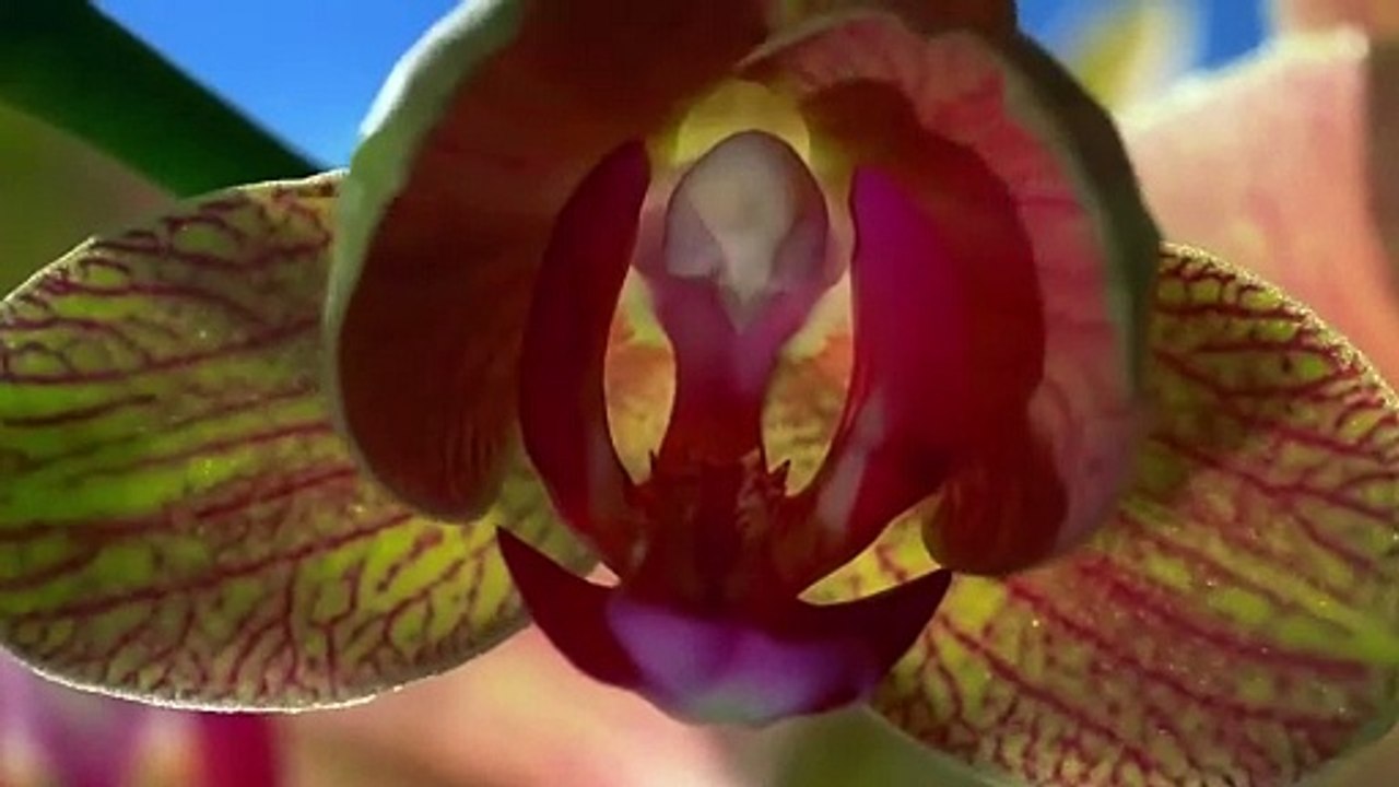 beautiful flowers HD