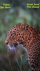 Most Beautiful Panther Ke Video