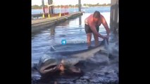 Hombre ayuda a tiburón a volver al mar