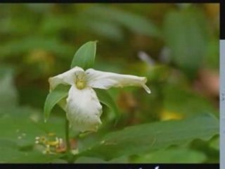Vidéo publicitaire pour la campagne de www.penseenature.com