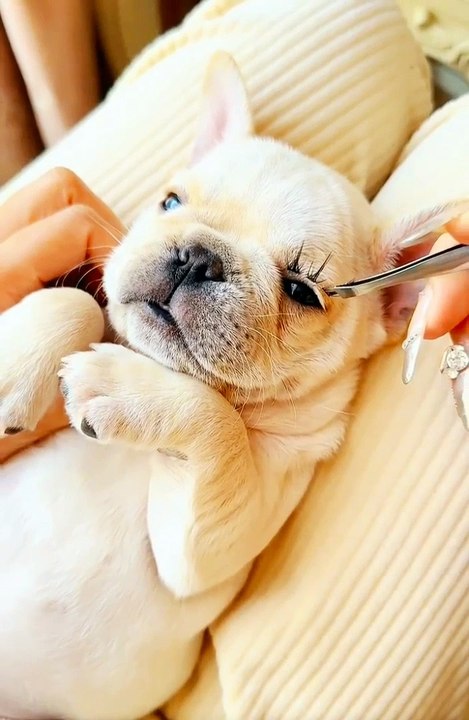 Dog gets glamorous makeover  #dogfun #pet