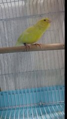 Powerful Canary Voice Trainer Master Canary Voice#