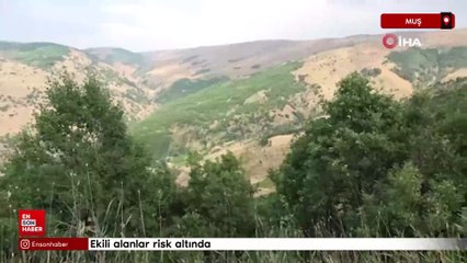 Muş'ta çalı çekirgeleri tehdidi