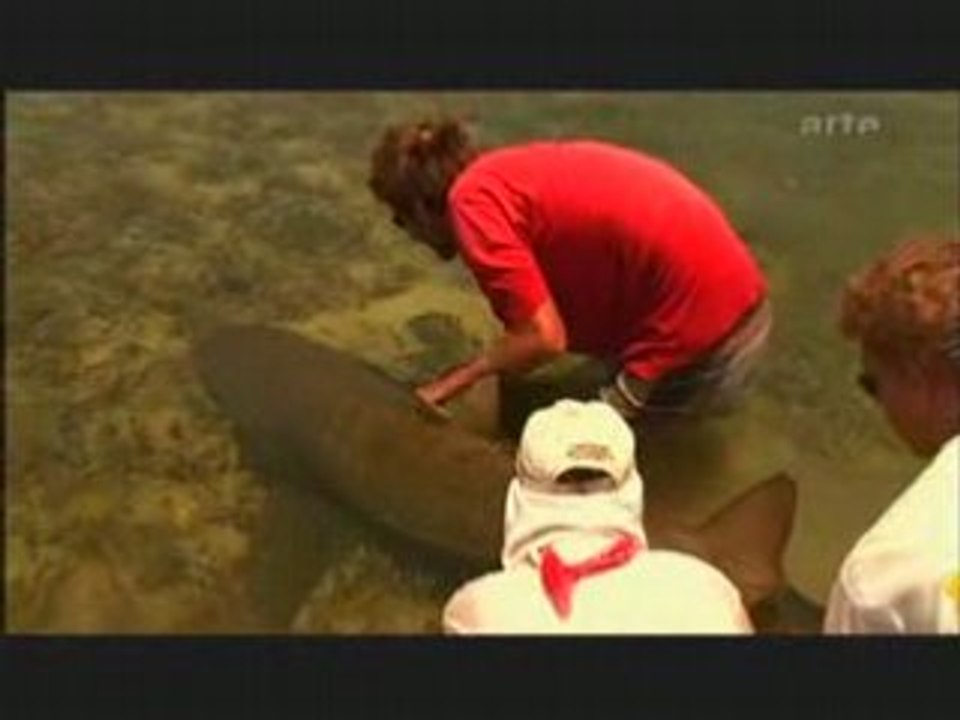 LE REQUIN TIGRE 3/3