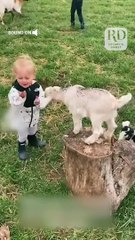 Toddler is Thrilled to Meet Baby Goats