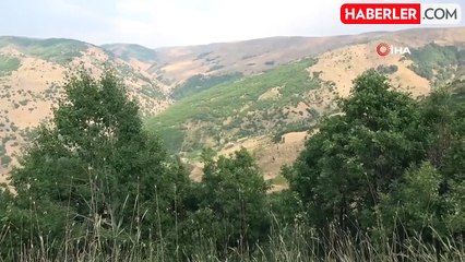 Muş'ta çalı çekirgeleri tehdidi: Ekili alanlar risk altında