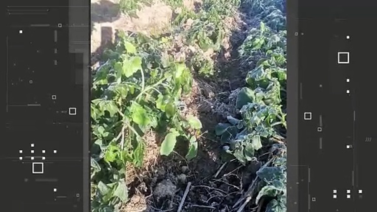NUEVA HELADA  FRIO