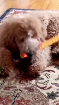 You Definitely Laugh,Trust me Cute Cats And Dogs Funny Animals Life