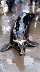A whale shark with a cow's mouth. Could it be real. or is it Created by AI.
