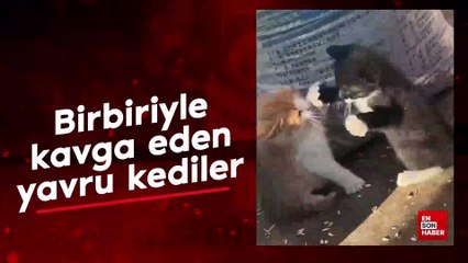 Birbiriyle kavga eden yavru kediler