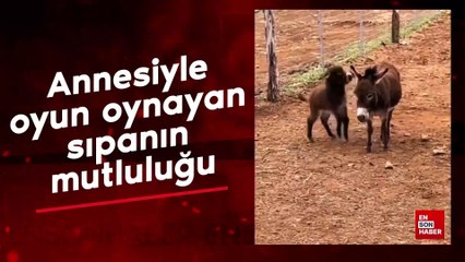 Annesiyle oynayan spanın mutluluğu