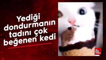 Dondurmanın tadını çok beğenen kedi