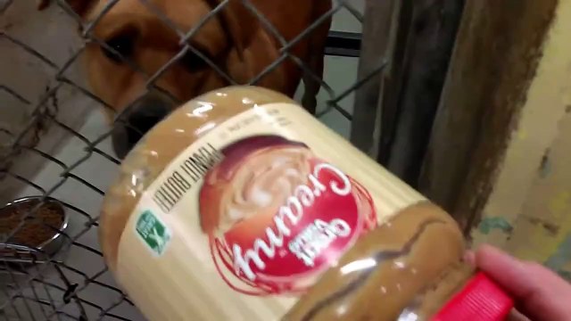 Old film❤️Pima Animal Care Center ~30 Doggies Adoptable Doggies at time of video or later❤️8-23-2017