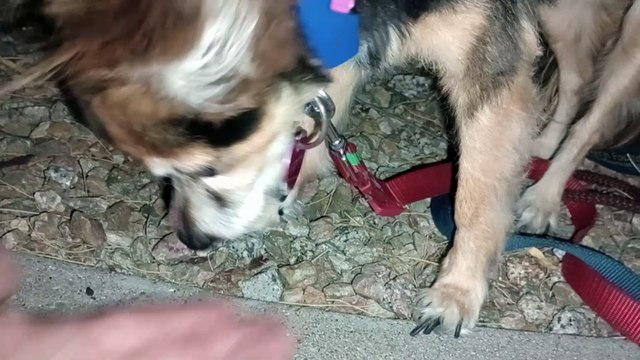 Ozzyta Villanova Paco 2 times Paco's freaked out by fireworks, mostly focused on chicken nuggets VID_20240704_205434903