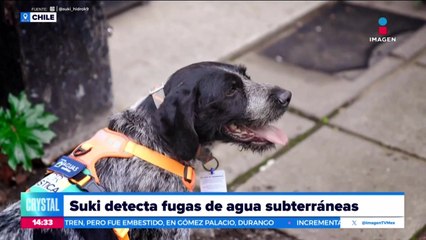 ¡Toda una estrella! Suki detecta fugas de agua subterráneas