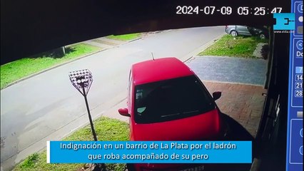Indignación en un barrio de La Plata por el ladrón que roba acompañado de su perro