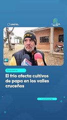 Download Video: El frío afecta cultivos de papa en los valles cruceños