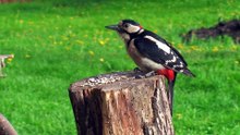The Great Spotted Woodpecker: Close Up HD Footage (Dendrocopos major)
