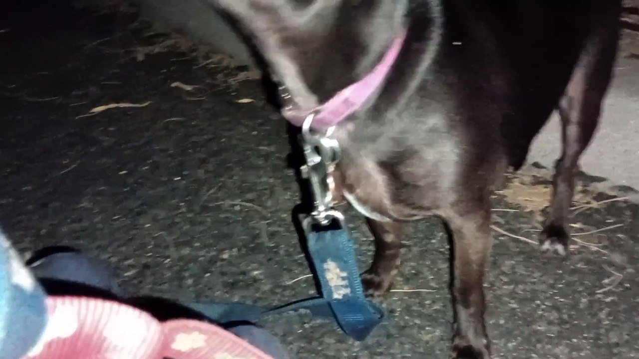 Ozzyta Villanova Paco; Paco was kept close to me on walks to & from home. Tastier than hot dogs. VID_20240702_205109895