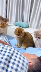 Trying to Figure Out  Where the Sound is Coming From #cat #shorts #dog