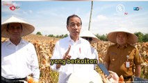 Momen presiden Jokowi meninjau panen raya jagung di kabupaten Boalemo, Provinsi Gorontalo