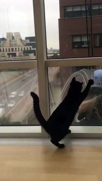Glass Cleaner