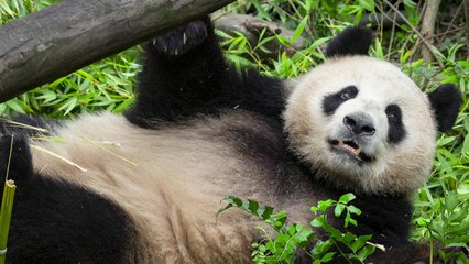 '판다 외교' 미국 간 자이언트 판다 근황 첫 공개 / YTN