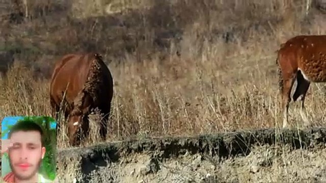 Morning Awakening: Animals Rising with the Sun