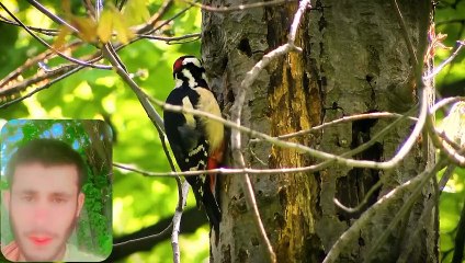 Discover the Fascinating World of Bird Hole Trees"
