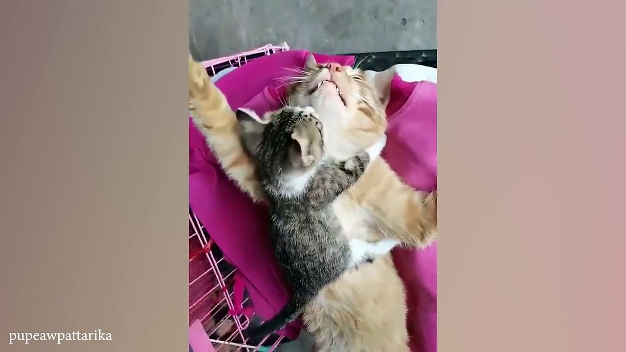 When your cat is a master of relaxation Funny Cat Video 2024
