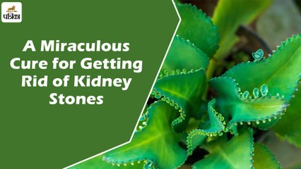 किडनी स्टोन को चूर-चूर कर बाहर निकाल देता है ये पत्ता