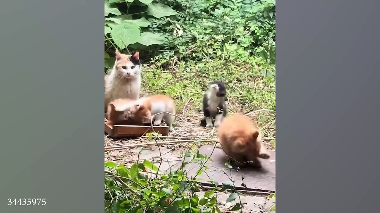When a cat entrusts you with kittens, it's a blessing to embrace